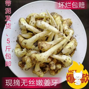 嫩姜芽