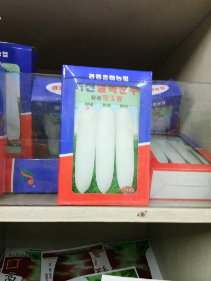 长白萝卜种子杂交韩国萝卜种子（雪玉春）