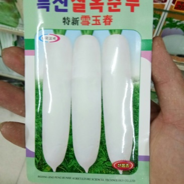 长白萝卜种子杂交韩国萝卜种子（雪玉春）