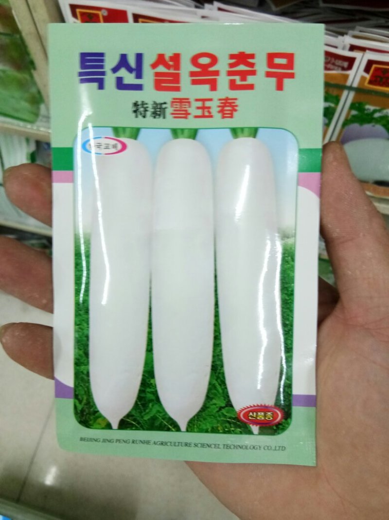 长白萝卜种子杂交韩国萝卜种子（雪玉春）