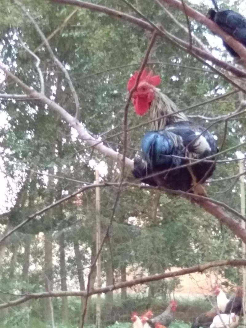本地柴鸡