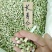 长寿仁豌豆种子（食鲜荚）甜脆豌种子高架豌豆种子长寿人豌豆