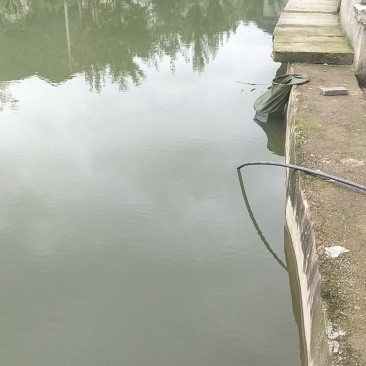 草鱼鲤鱼