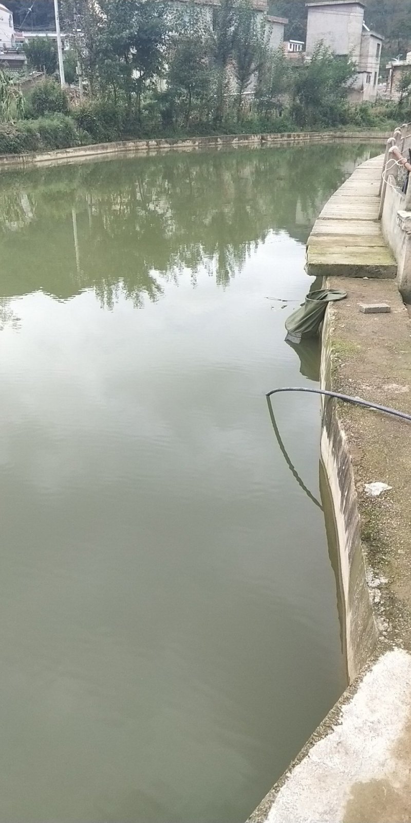 草鱼鲤鱼