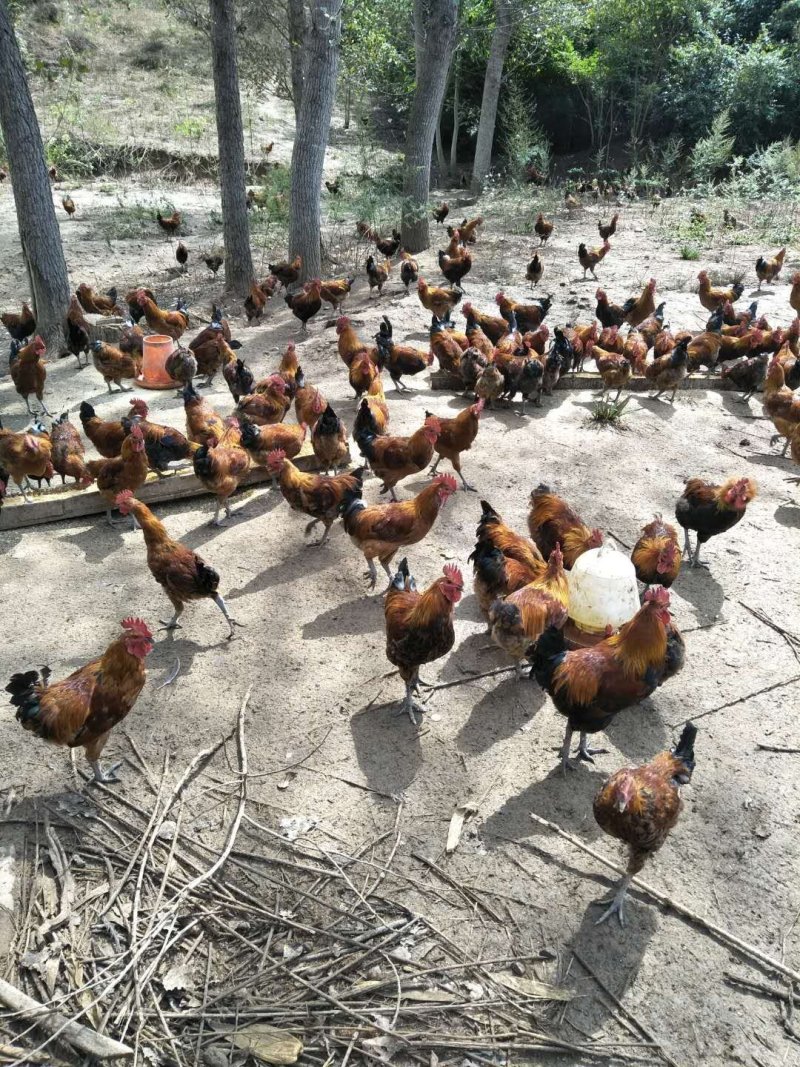 常年收购老公收购土鸡，