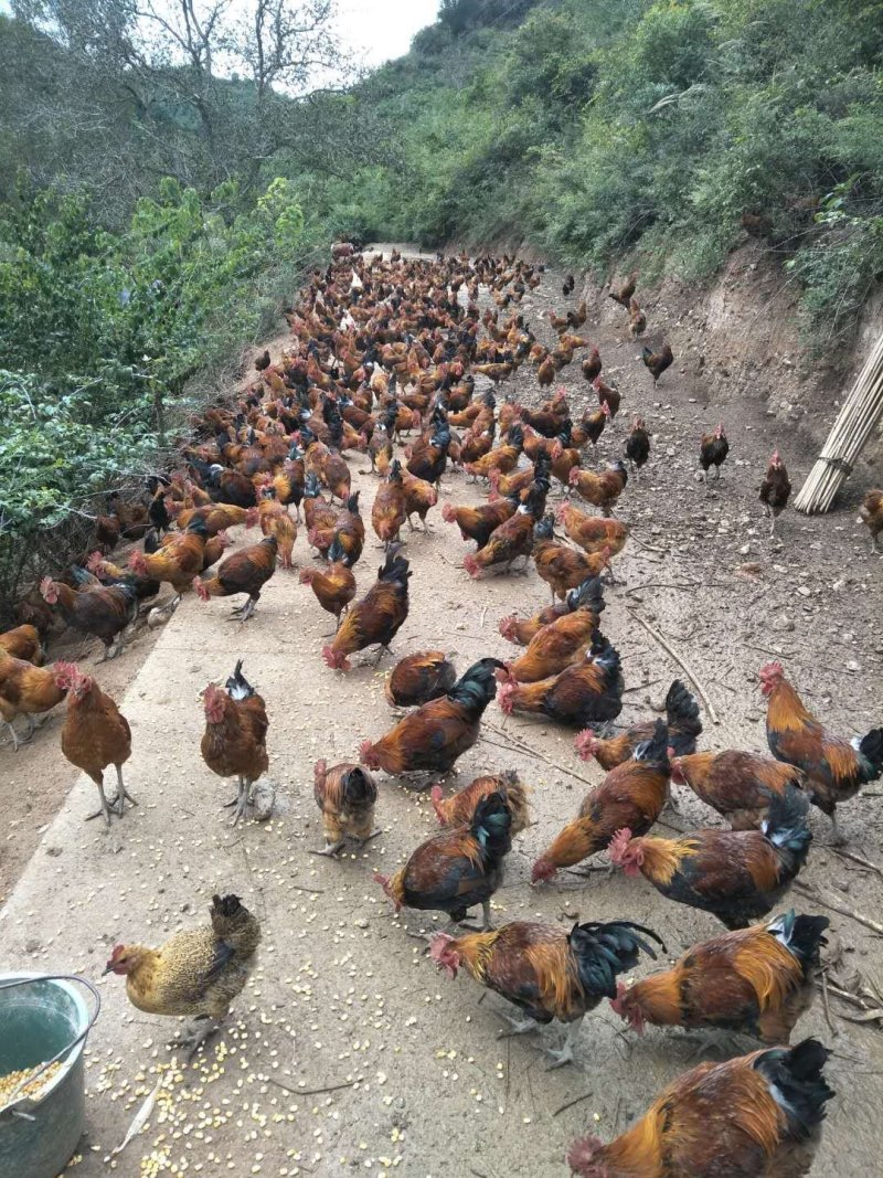常年收购老公收购土鸡，