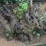 黄荆