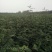 大量现货供应优质正宗大红袍花椒苗，根茎粗根系旺盛成活率高