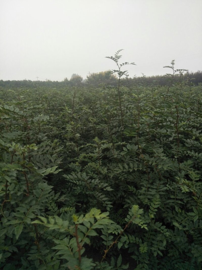 大量现货供应优质正宗大红袍花椒苗，根茎粗根系旺盛成活率高
