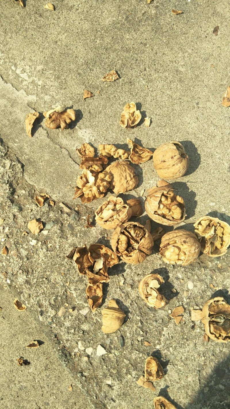 石家庄赞皇绵核桃