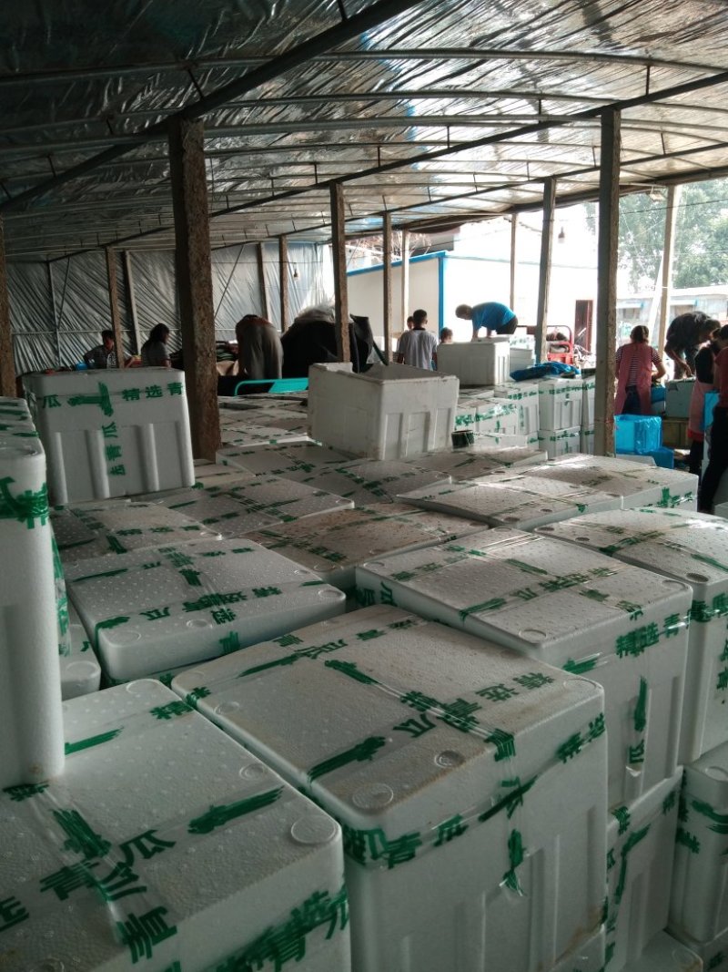 密刺黄瓜青瓜，精品二级可供商超电商，代发全国客商实地考察
