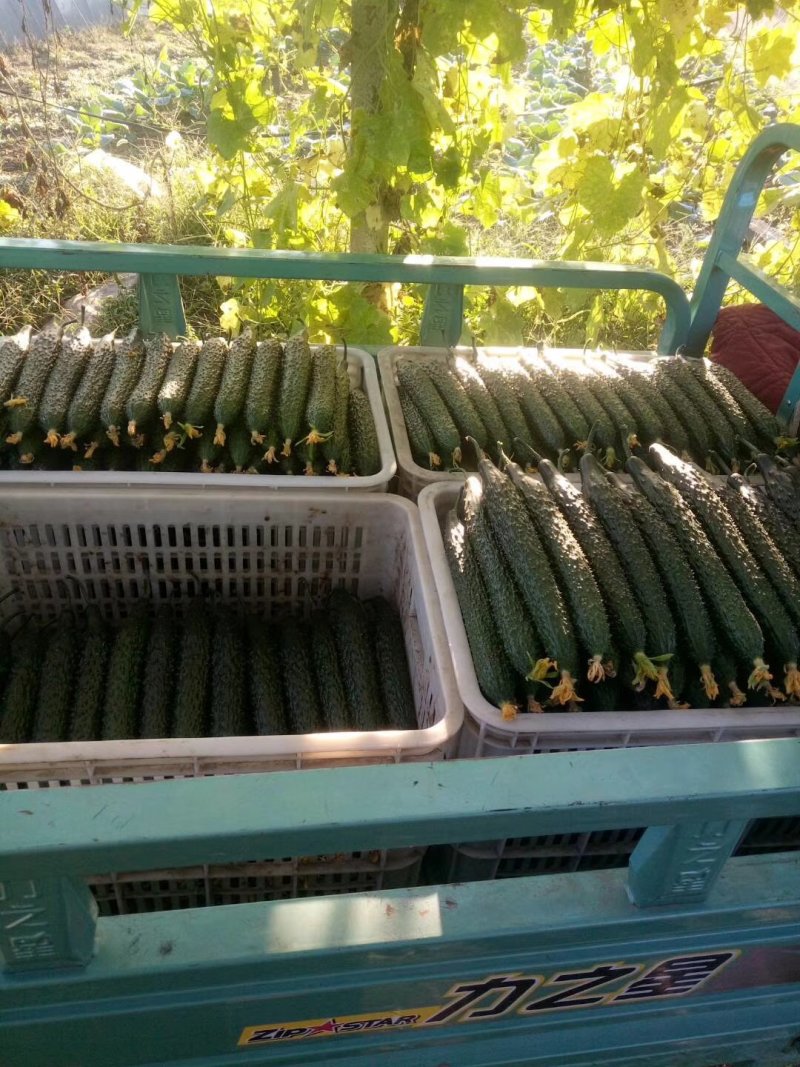 密刺黄瓜青瓜，精品二级可供商超电商，代发全国客商实地考察