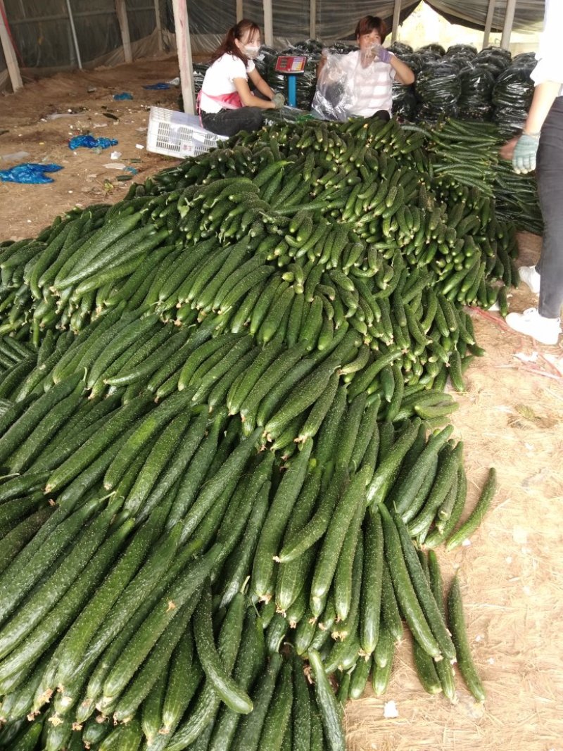 密刺黄瓜青瓜，精品二级可供商超电商，代发全国客商实地考察