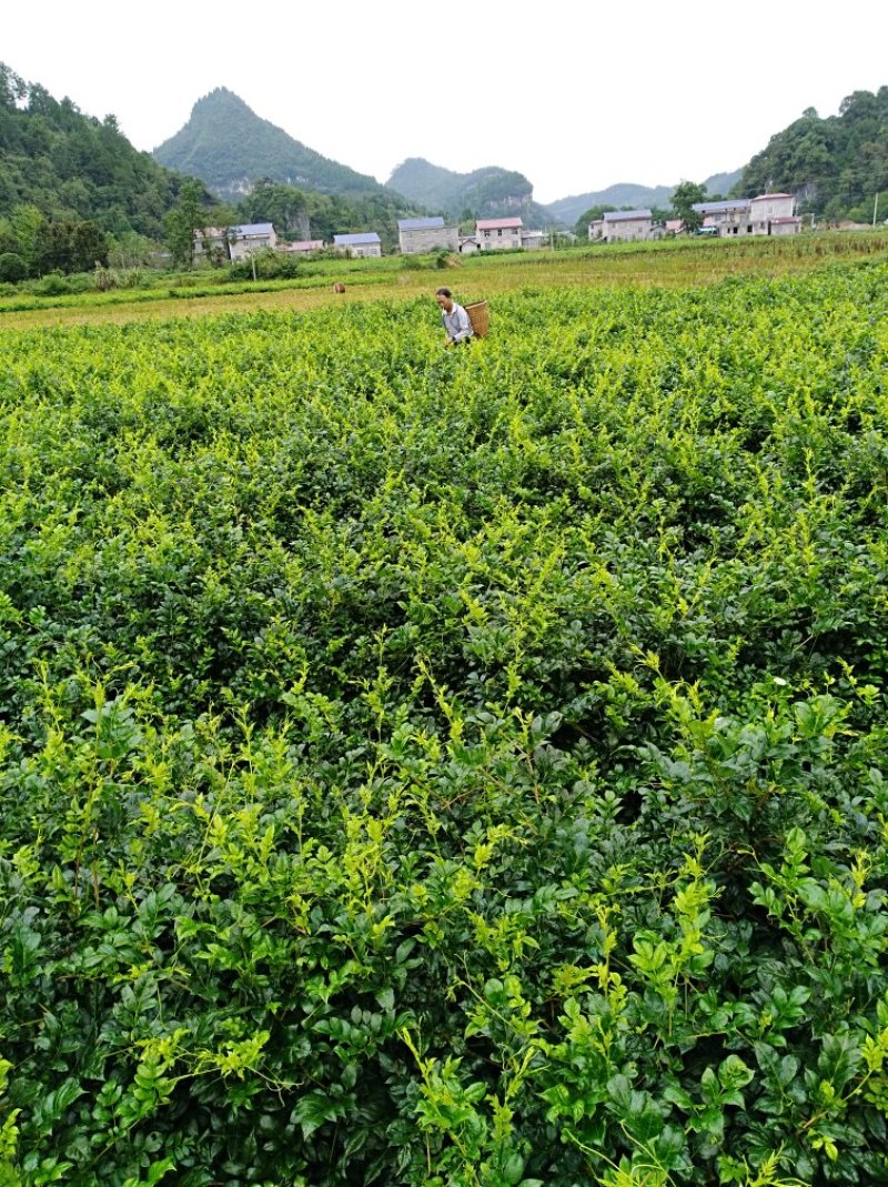 张家界莓茶