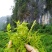 张家界莓茶