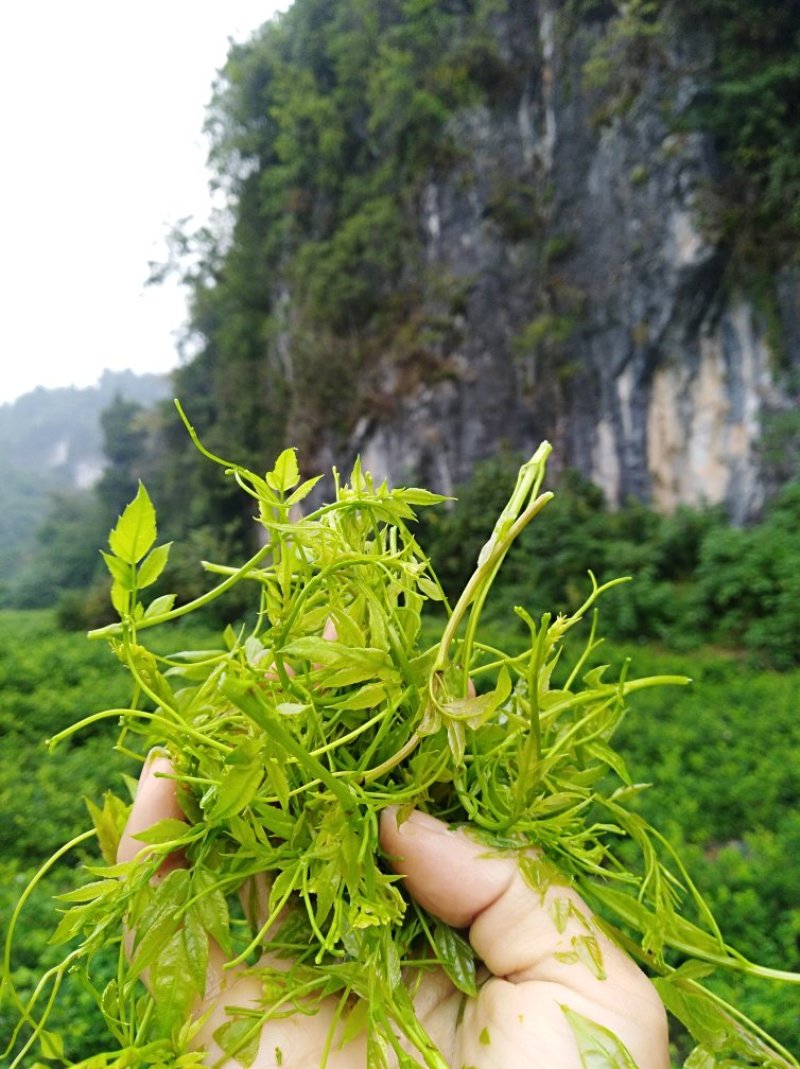 张家界莓茶