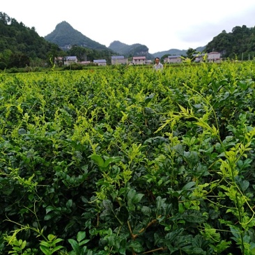张家界莓茶