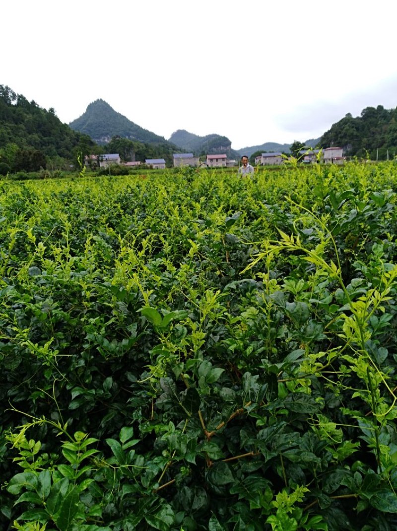 张家界莓茶