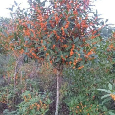 广西红桂花树丹桂基地直供