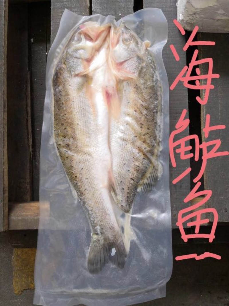 巴沙鱼