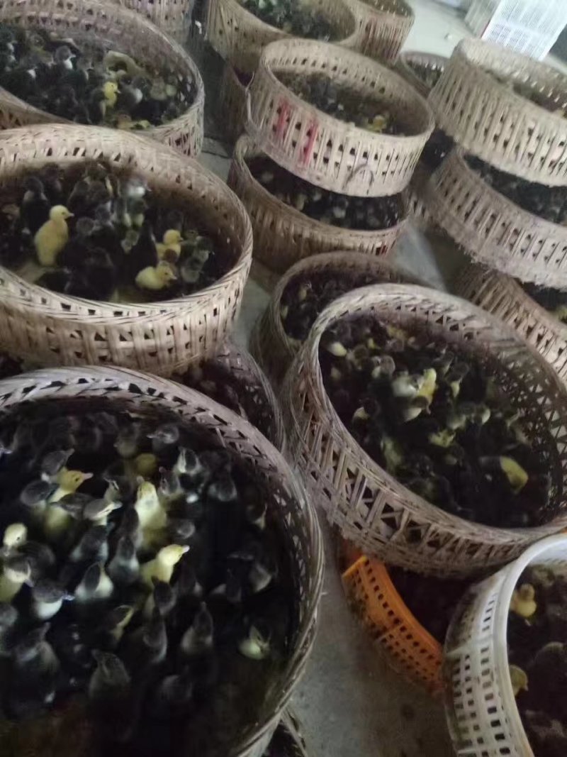 鸭，大黑番鸭母