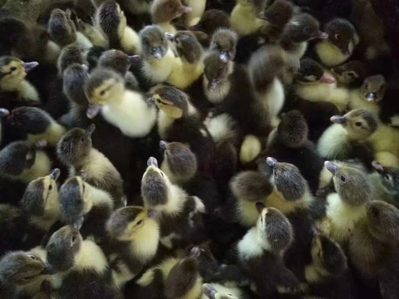 番鸭苗