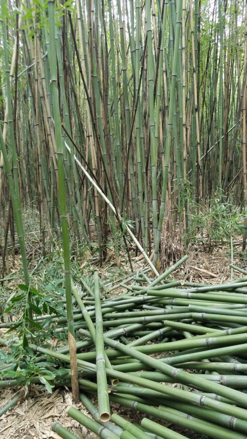 竹子