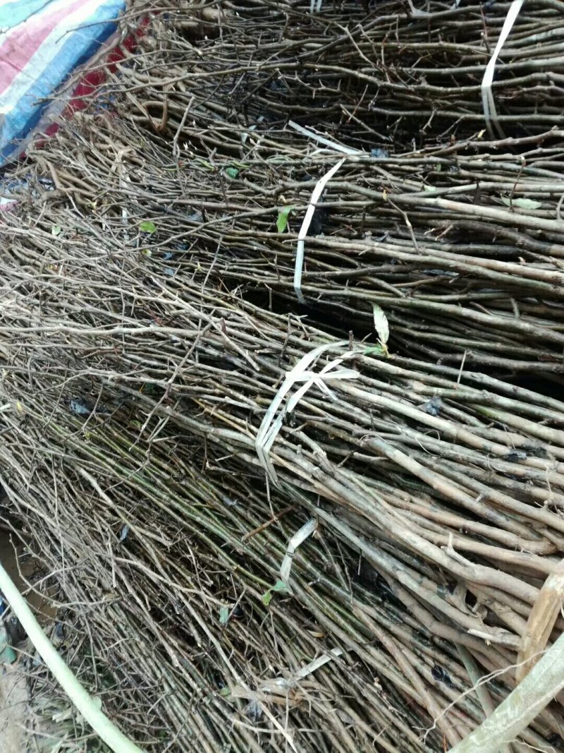 资丘邹皮木瓜树