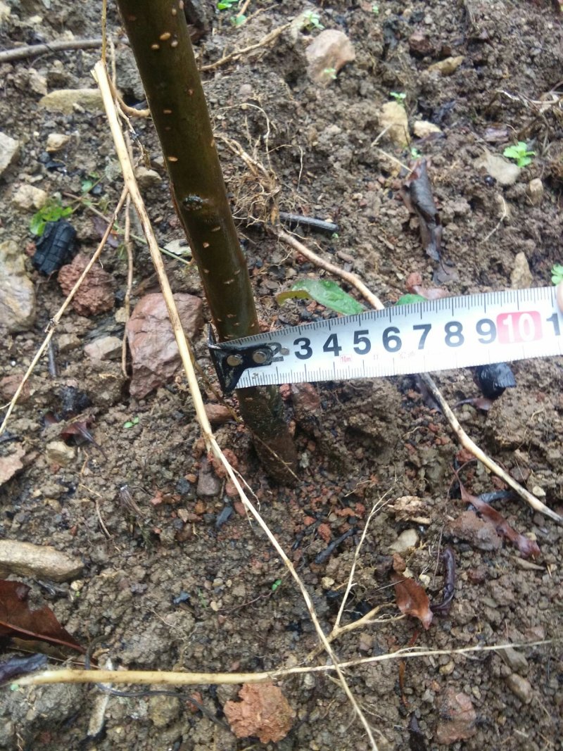资丘邹皮木瓜树