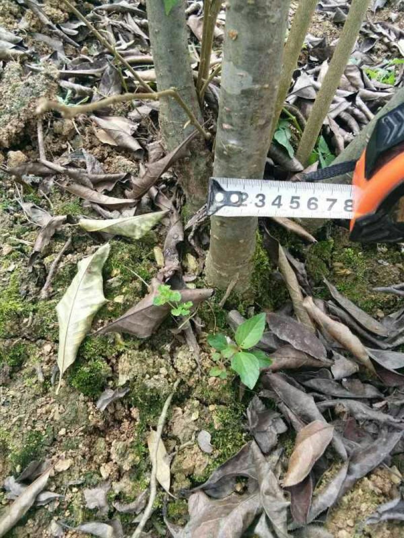 资丘邹皮木瓜树