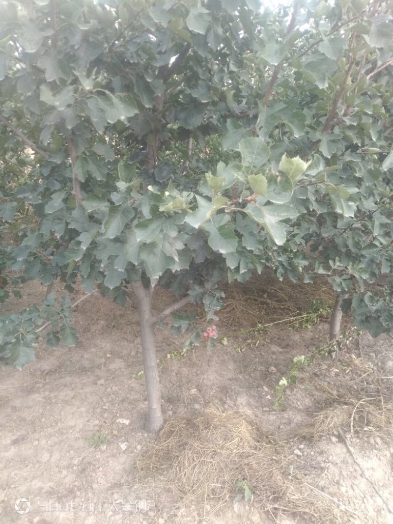 出售定植山楂树，产地直供，支持线上交易。