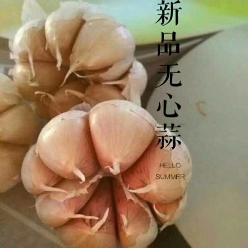 大蒜种子，蒜苗种子，大吨位供货，纯手工精心分瓣，保证质量