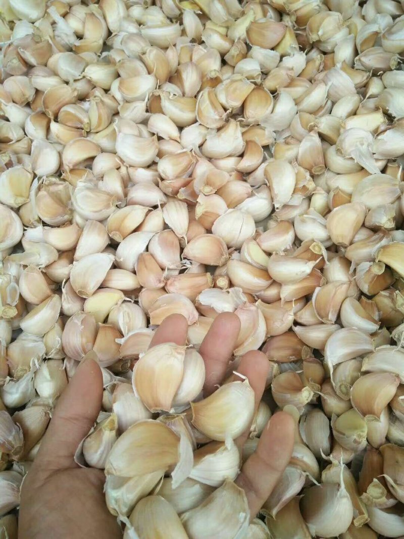 大蒜种子，蒜苗种子，大吨位供货，纯手工精心分瓣，保证质量