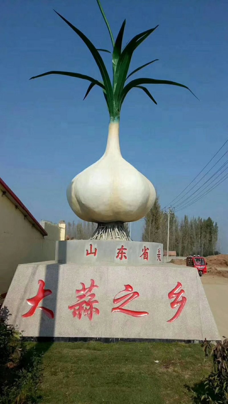 大蒜种子，蒜苗种子，大吨位供货，纯手工精心分瓣，保证质量