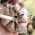 大蒜种子，蒜苗种子，大吨位供货，纯手工精心分瓣，保证质量
