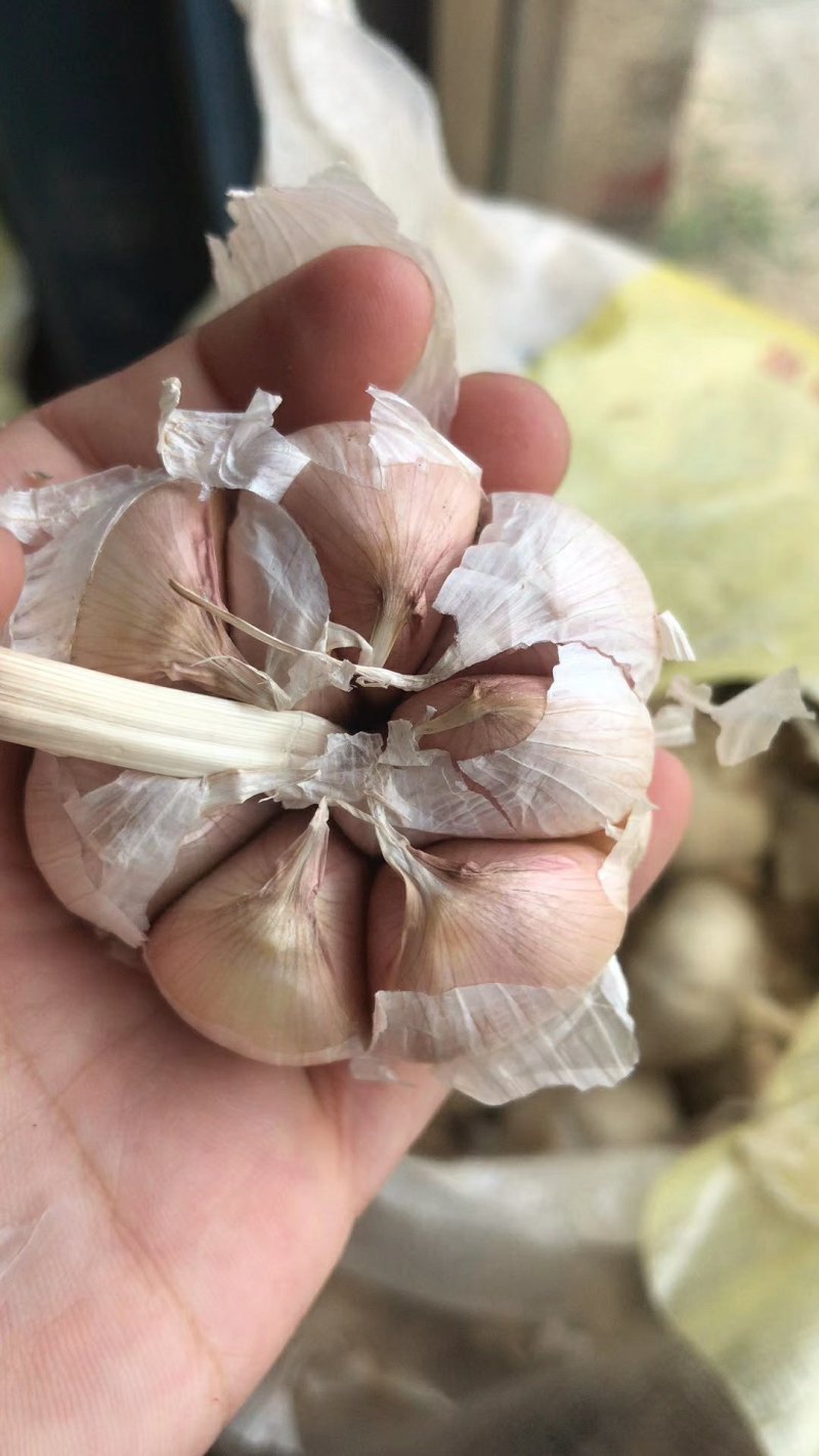 大蒜种子，蒜苗种子，大吨位供货，纯手工精心分瓣，保证质量