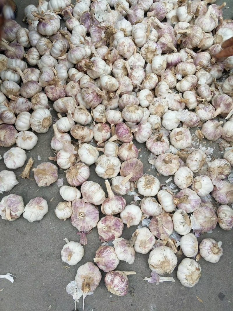 大蒜种子，蒜苗种子，大吨位供货，纯手工精心分瓣，保证质量