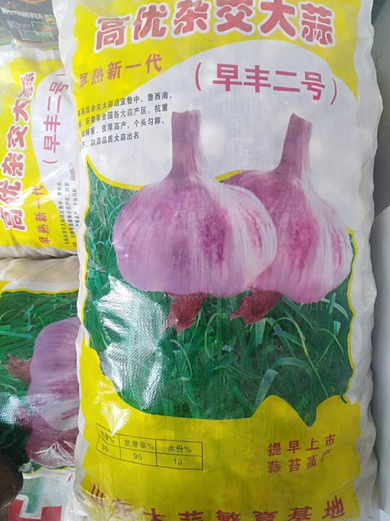 大蒜种子，蒜苗种子，大吨位供货，纯手工精心分瓣，保证质量