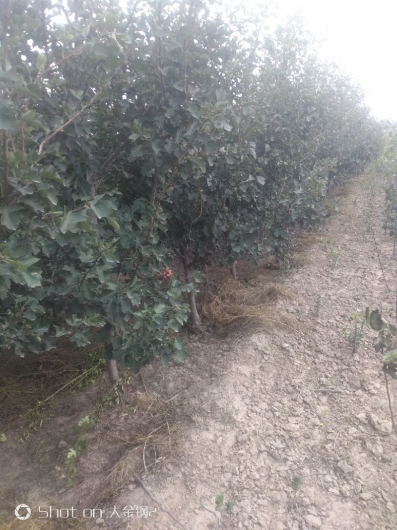 出售定植山楂树，产地直供，支持线上交易。