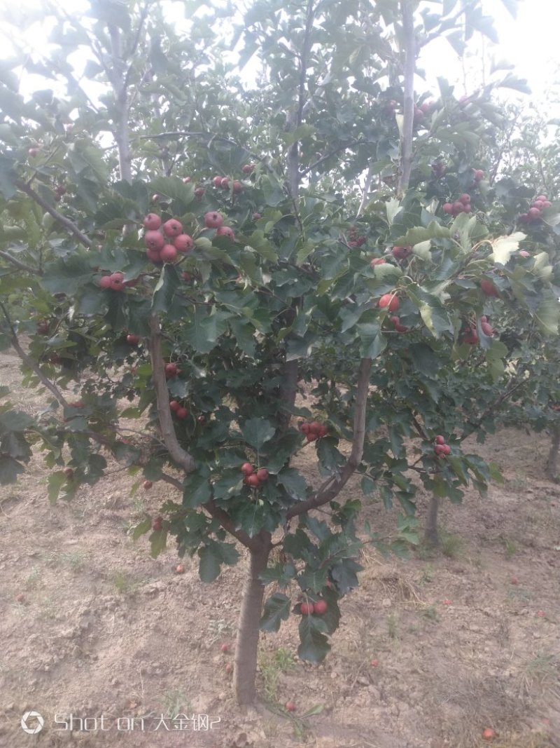 出售定植山楂树，产地直供，支持线上交易。