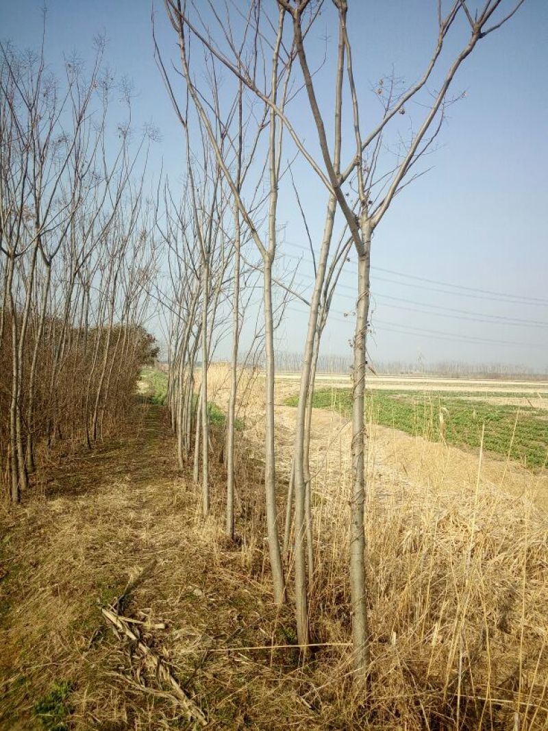 栾树