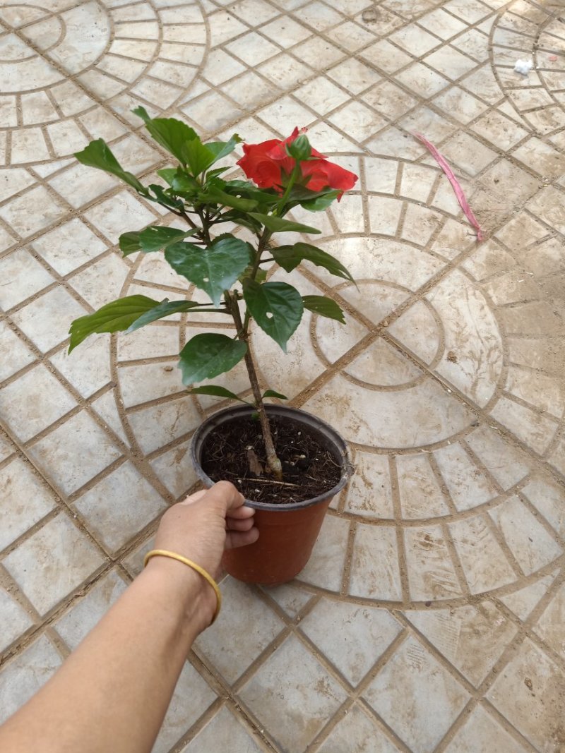 木槿