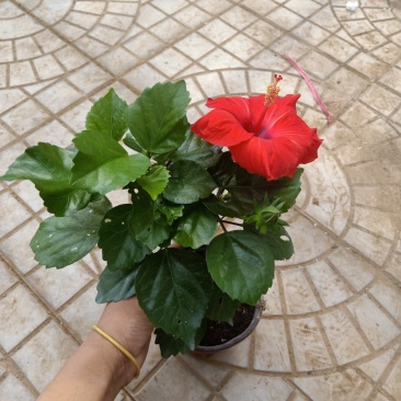 木槿