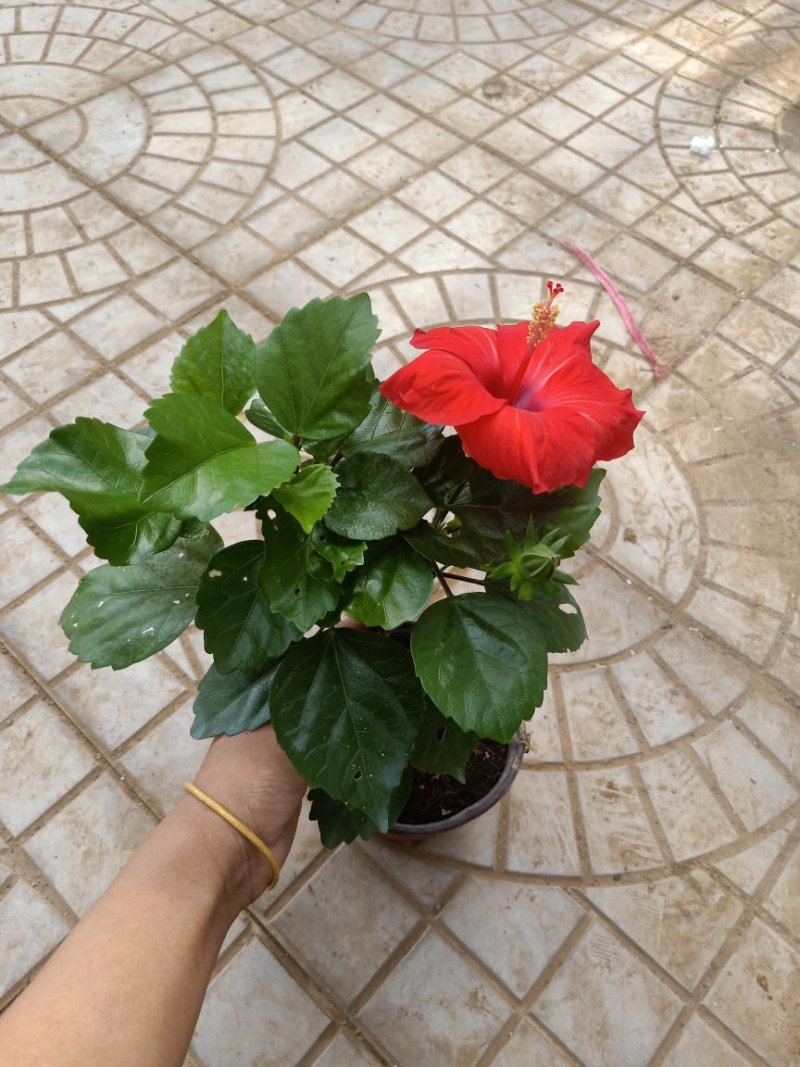 木槿