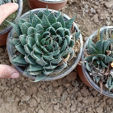 莲花座