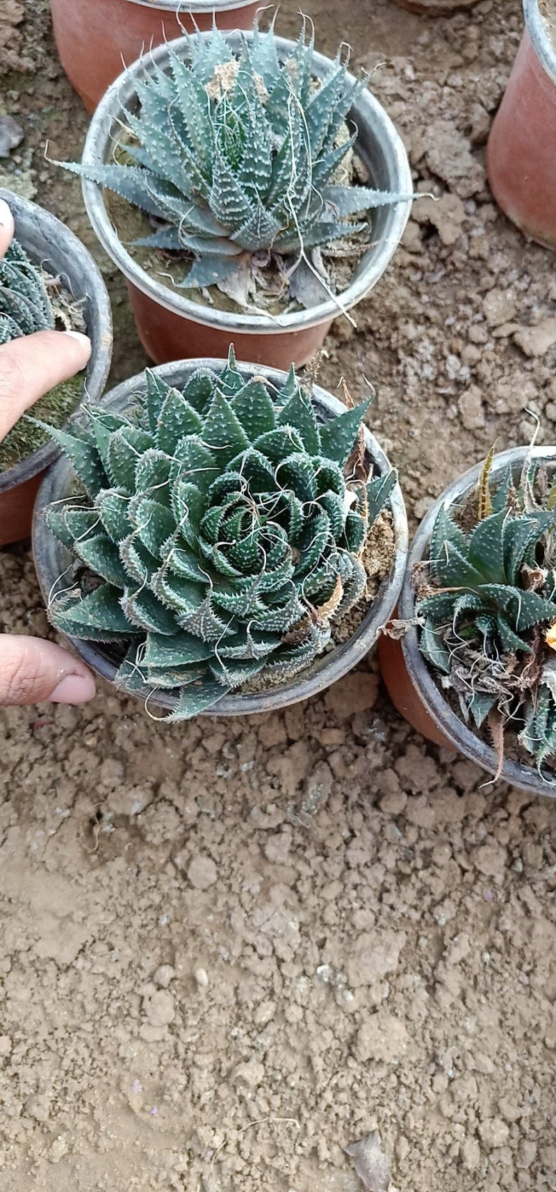 莲花座