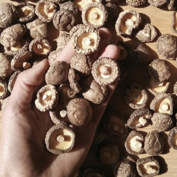 量大包邮食用菌香菇2-3庆元干香菇农家种植