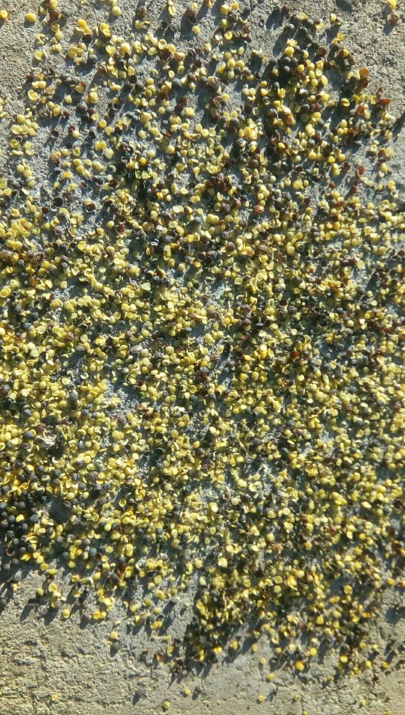 油菜籽