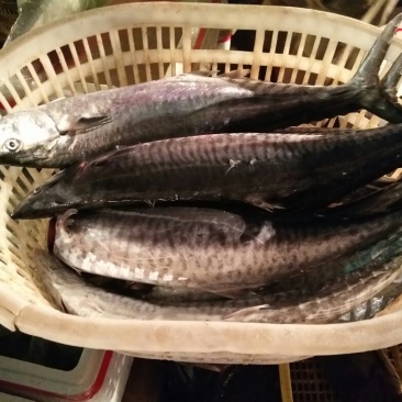 冰鲜大马鲛鱼