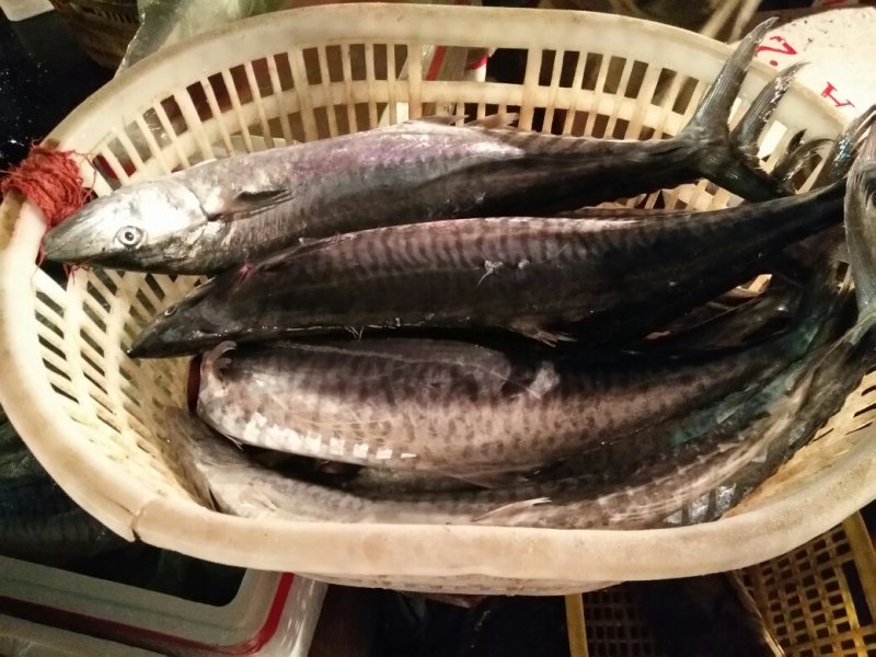 冰鲜大马鲛鱼